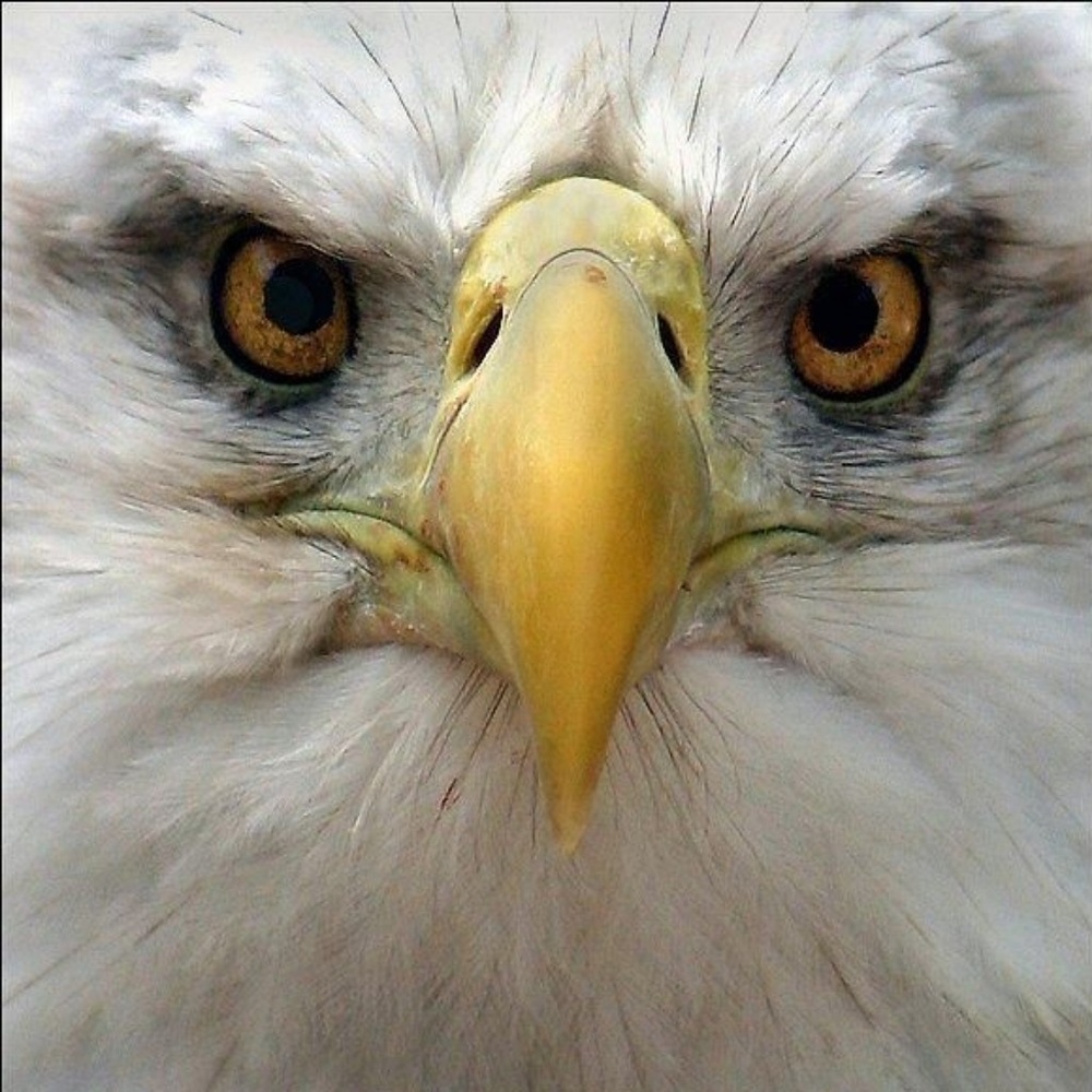 Meet your Posher, Glenda